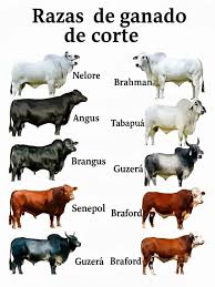 Image result for ganado bovino