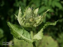 Attēlu rezultāti vaicājumam “Cirsium oleraceum leaf”