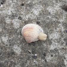 Attēlu rezultāti vaicājumam “Balanus improvisus”