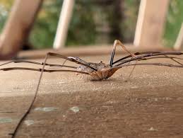 Attēlu rezultāti vaicājumam “Opiliones”