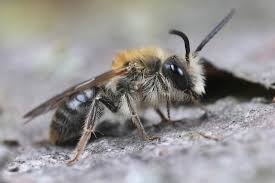 Attēlu rezultāti vaicājumam “Andrena haemorrhoa”