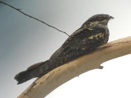 Attēlu rezultāti vaicājumam “Caprimulgus europaeus adult”