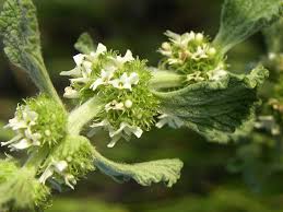 Image result for Marrubium vulgare