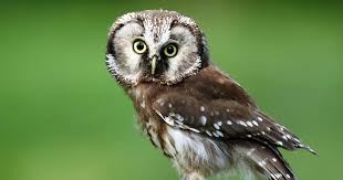 Attēlu rezultāti vaicājumam “Aegolius funereus adult”