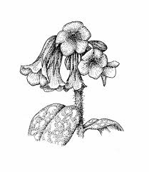 Attēlu rezultāti vaicājumam “Pulmonaria saccharata”