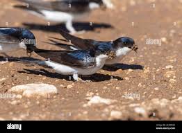 Attēlu rezultāti vaicājumam “Delichon urbicum adult”