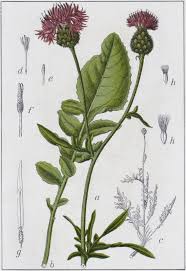 Attēlu rezultāti vaicājumam “Centaurea scabiosa flower”