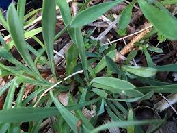 Image result for Silene vulgaris