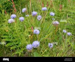 Attēlu rezultāti vaicājumam “Jasione montana”