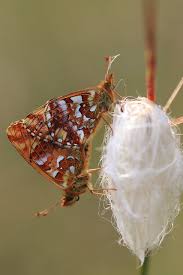 Attēlu rezultāti vaicājumam “Boloria aquilonaris”