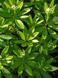 Attēlu rezultāti vaicājumam “Galium schultesii leaf”