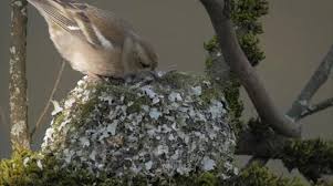 Attēlu rezultāti vaicājumam “Fringilla coelebs nest”
