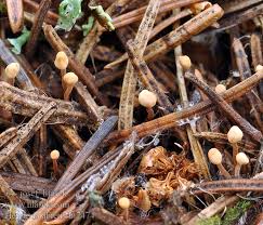 Attēlu rezultāti vaicājumam “Heyderia abietis”