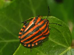 Attēlu rezultāti vaicājumam “Graphosoma lineatum”
