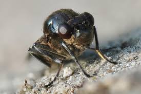 Attēlu rezultāti vaicājumam “Planaphrodes sp.”