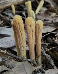 Attēlu rezultāti vaicājumam “Clavariadelphus ligula”