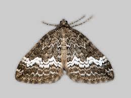 Attēlu rezultāti vaicājumam “Perizoma affinitata”