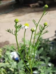 Image result for Matricaria recutita (chamomilla)