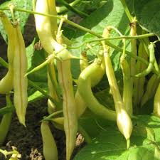 Image result for Buschbohnen