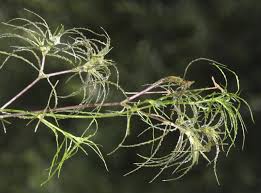 Attēlu rezultāti vaicājumam “Najas minor”