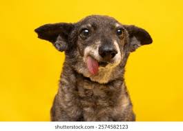 Image result for ugliest dog