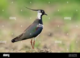 Attēlu rezultāti vaicājumam “Vanellus vanellus”