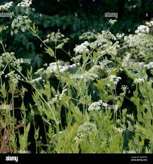 Attēlu rezultāti vaicājumam “Sium latifolium fruit”