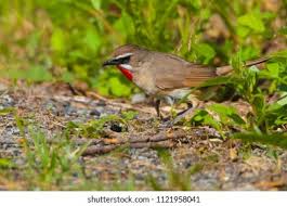 Image result for Luscinia calliope
