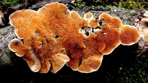 Attēlu rezultāti vaicājumam “Steccherinum ochraceum”