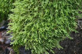 Attēlu rezultāti vaicājumam “Neckera complanata”