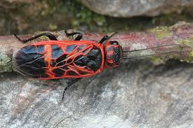 Attēlu rezultāti vaicājumam “Caenolyda reticulata”