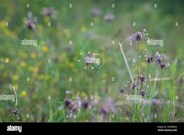 Attēlu rezultāti vaicājumam “Allium oleraceum flower”