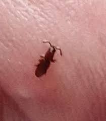 Image result for pheega