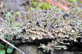 Attēlu rezultāti vaicājumam “Cladonia fimbriata”