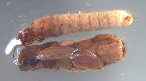 Attēlu rezultāti vaicājumam “Chaetopteryx villosa”