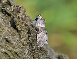 Attēlu rezultāti vaicājumam “Furcula bifida”