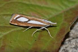 Attēlu rezultāti vaicājumam “Catoptria fulgidella”