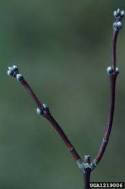 Attēlu rezultāti vaicājumam “Acer negundo bud”