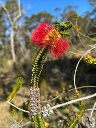 Attēlu rezultāti vaicājumam “Drosera anglica fruit”