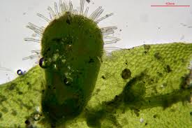 Attēlu rezultāti vaicājumam “Metzgeria furcata”