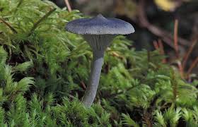 Attēlu rezultāti vaicājumam “Cantharellula umbonata”