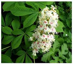 Attēlu rezultāti vaicājumam “Aesculus hippocastanum flower”