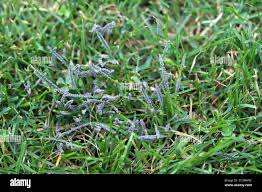 Attēlu rezultāti vaicājumam “Physarum bitectum”