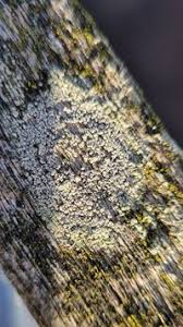 Attēlu rezultāti vaicājumam “Trapeliopsis granulosa”