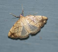 Attēlu rezultāti vaicājumam “Evergestis pallidata”