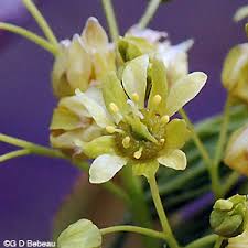 Attēlu rezultāti vaicājumam “Acer platanoides flower”