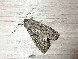 Attēlu rezultāti vaicājumam “Mamestra brassicae”