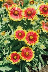 Image result for Gaillardia `Kobold`