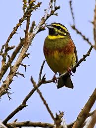 Image result for Emberiza cirlus