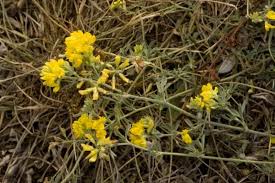 Attēlu rezultāti vaicājumam “Medicago sativa subsp. falcata”